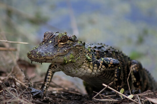 Baby Alligator Close-up Eye Level