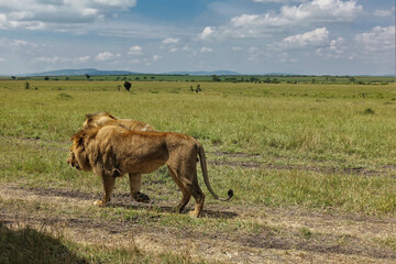 Two wild adult lions walk side by side along a path in the African savanna. Green grass to the horizon. In the distance, against the background of the sky with clouds - a mountain range. Kenya. 
