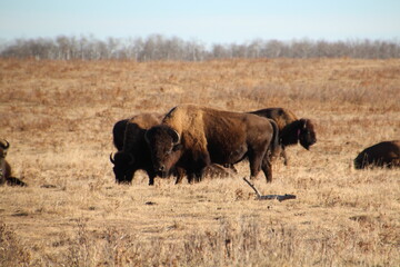 Bison Looking At Us, Elk Island National Park, Alberta