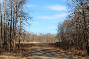 road in the forest