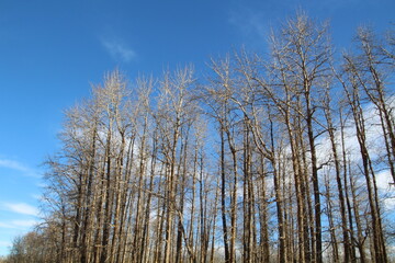 trees in the forest, Elk Island National Park, Alberta