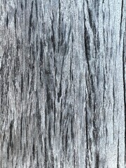 blur Bark pattern is seamless texture from tree. For background wood work, Bark of brown hardwood, thick bark hardwood, residential house wood.