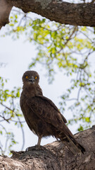 Portrait of a brown snake eagle