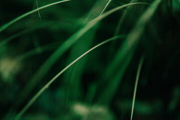 Blur Grass