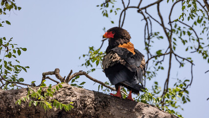bateleur perched in a big tree
