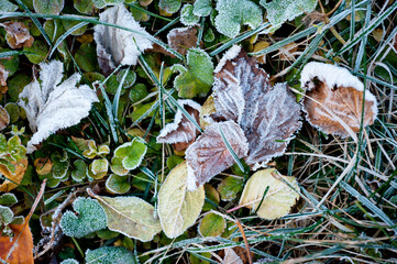 Frost on a cold autumn morning on the grass and leaves of plants.
