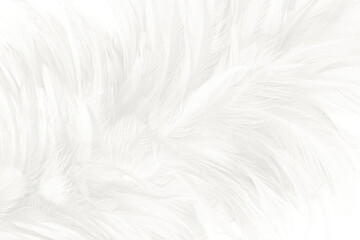 Obraz premium white feather wooly pattern texture background