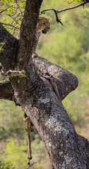 Fototapeta na wymiar Leopard in a big tree