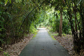 The path into the bamboo forest with trees on both sides