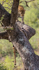 Huge male leopard walking on a branch