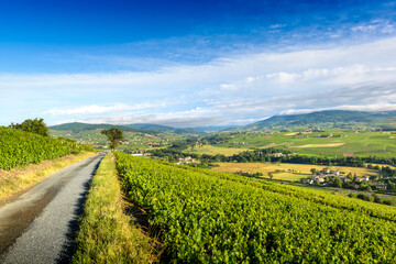 Fototapeta na wymiar Vallée de l'Ardière, vignes de Brouilly et village de Régnié-Durette, Beaujolais, France