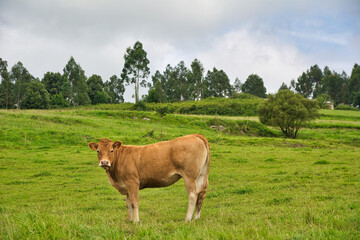 Picos de Europa, Spain