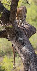 Huge male leopard walking on a branch