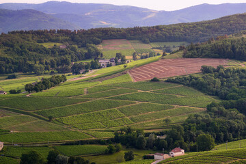 Fototapeta na wymiar Landscape of vineyards, Beaujolais