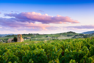 Fototapeta na wymiar Sunset colors over vineyards of Beaujolais