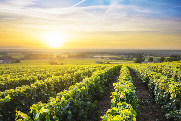 Sun is rising over vineyards of Beaujolais, France
