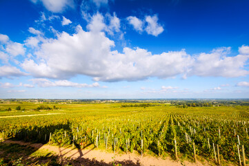 Vineyards of Beaujolais during a sunny day, France