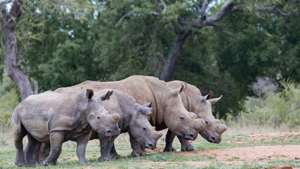 White rhinos in a row