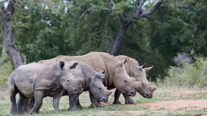 Zelfklevend Fotobehang White rhinos in a row © Jurgens