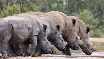 Foto op Plexiglas anti-reflex White rhinos in a row © Jurgens