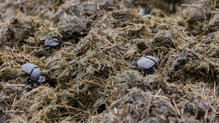 dung beetles working a dung pile - obrazy, fototapety, plakaty