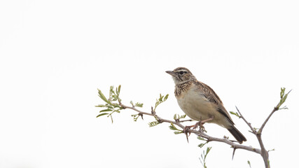 a Sabota lark perched on a branch