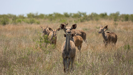 Naklejka na ściany i meble a herd of kudu cows