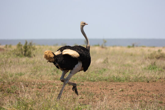 a male ostrich running in the wild
