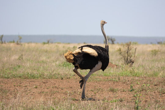 a male ostrich running in the wild