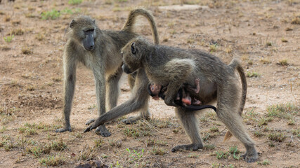 mother chacma baboon being protective