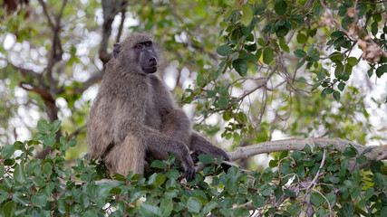 a Chacma baboon in a tree