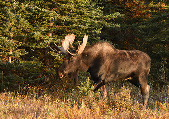 bull moose dawn