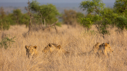five male lions in the tall grass