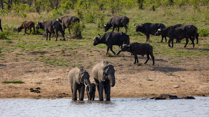 African elephants and buffalo at the waterhole