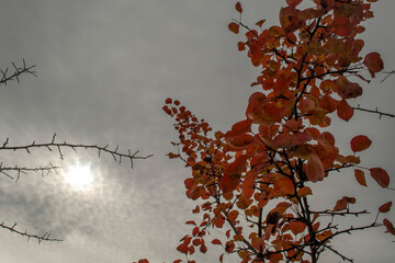 Autumn cloudy sky, walk near the forest