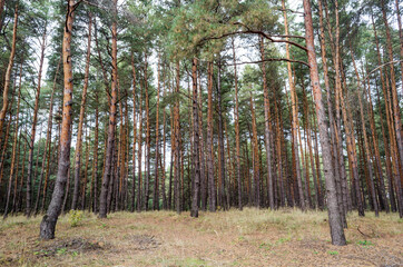 Coniferous wild forest, tall pines