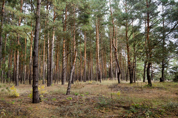 Coniferous wild forest, tall pines