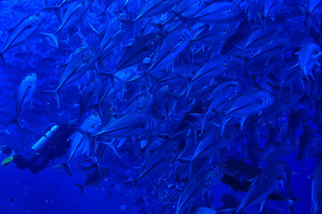 many Caranx underwater / large fish flock, underwater world, ocean ecological system