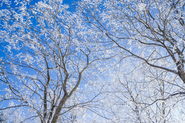 Fototapeta na wymiar Tree branches in the snow