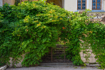 Fototapeta na wymiar A gate overgrown with foliage on Aivazovsky Avenue in Feodosia
