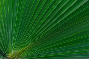 Palm green striped leaf background close-up