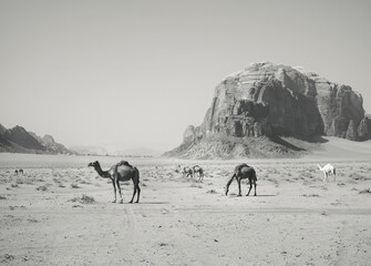 Camels grazing in Wadi Rum desert, Jordan. Black and white photography