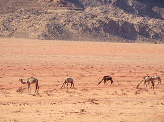 Camels grazing in Wadi Rum desert, Jordan.