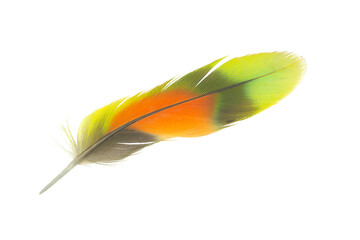 Beautiful macaw parrot lovebird feather isolated on white background