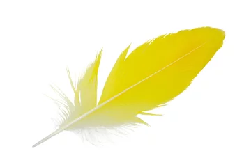 Papier Peint photo Lavable Plumes Belle plume de perroquet jaune isolé sur fond blanc