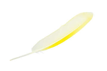 Beautiful yellow parrot feather isolated on white background