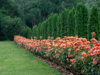 a wall of park roses on a lawn background of tall evergreen trees