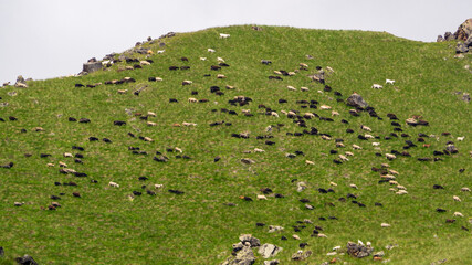 sheep on high alpine meadows