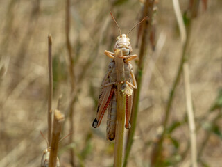 locusts on the stem of the eaten plant