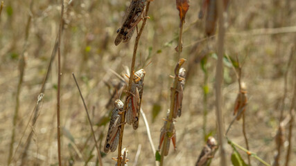 locusts on the stem of the eaten plant